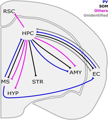 Long-Range GABAergic Projections of Cortical Origin in Brain Function